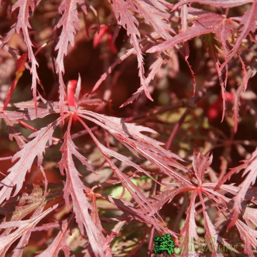 Acer Palmatum 'Garnet' Japanese Maple Tree 50cm Tall (NL)