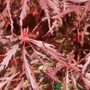 Acer Palmatum 'Garnet' Japanese Maple Tree 50cm Tall (NL)